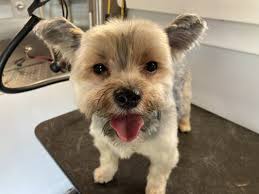 Happy scrappy mobile pet grooming offers prompt, professional service at a reasonable price right at your doorstep. Happy Scrappy Mobile Pet Grooming 1802 Ne Loop 410 San Antonio Tx Pet Grooming Mapquest