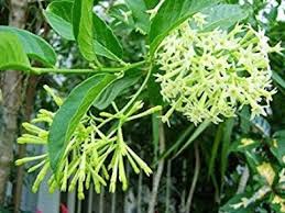 Jun 03, 2021 · the jasmine with no blooms will still need light during the day. How To Grow Queen Of Night How To Care For Raat Ki Rani Night Blooming Jasmine Youtube