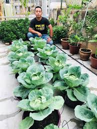 Pastikan tanaman berada di kawasan yang. Suami Ni Berkebun Sayur Dalam Pasu Memang Menjadi Tumbuhan Subur Lebat Hasilnya Keluarga