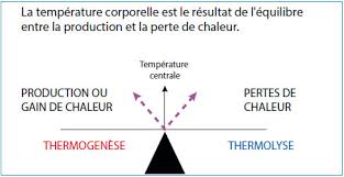 Du lever au coucher mais aussi selon les cycles hormonaux, la température s'adapte. La Thermoregulation La Medecine Du Sport