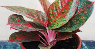 Hortensia juga populer dengan nama kembang bokor, sedangkan tidak diragukan lagi harga bunga anggrek, bunga shenzhen nongke orchids merupakan salah satu tanaman hias bunga tercantik dan jenis bunga anggrek yang paling mahal. 4 Tanaman Hias Yang Harganya Bikin Mata Melongo Ada Yang Rp200 Miliar Okezone Lifestyle