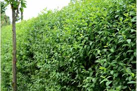 Image result for ligustrum ovalifolium