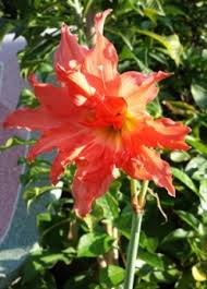 Image result for Hippeastrum puniceum