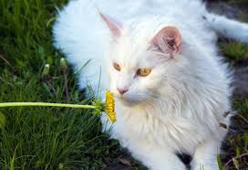 Spammers will be deleted without warning. White Maine Coon Cat And Kittens Mainecoon Companion