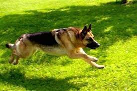 German Shepherd Loves To Run With You They Are The Master Runner Germanshepherd Is Very Loyal To Th German Shepherd Dogs Shepherd Dog Dog Training Obedience