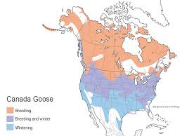 Your trip begins in the state of indiana. Canada Goose Types Of Ducks Geese