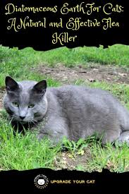 The abrasive quality of diatomaceous earth also makes it a safe yet effective insecticide. Diatomaceous Earth For Cats Uses Remedies And Treatment Applications Upgrade Your Cat
