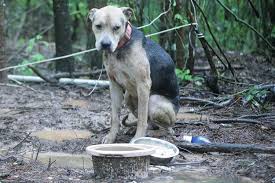 Over 70 Dogs Rescued from Properties Where the Pets Were Left Alone