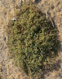 Image result for Helichrysum harveyanum