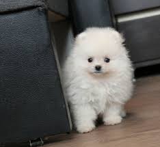 Pomeranian Boo Pomeranian Boo Kopek Kopekseverler Kopeksahiplendirme Kopekyavrusu Evcilhayvan Evcilhayvanuru Pomeranian Boo Pure Breed Dogs Pomeranian