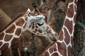 neue attraktion im zoo zurich wie die kenianische savanne auf den zurichberg kam tages anzeiger