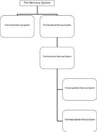 The Nervous System