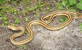 Yellow Rat Snake Very Helpful To Have Around Especially With The Apparent Rat Explosion Snake Rat Snake Types Of Snake
