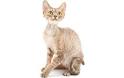 Devon Rex Cat Breed - Complete Description, Pictures, Videos
