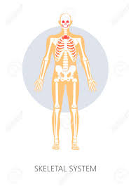 Check spelling or type a new query. Bones Skeletal System Human Anatomy Isolated Anatomical Structure Vector Skull And Spine Joints And Hip Ribs And Feet Skeleton Physiology Pelvis And Vertebrae Backbone Medicine And Healthcare Royalty Free Cliparts Vectors And