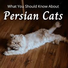 These are the classifications recognized for cat show purposes. Things To Consider Before Buying A Persian Cat Pethelpful