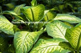 Dumb Cane Dieffenbachia House Plant Care Pictures