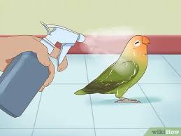 Birds are a special type of creature, and they take a special kind of person this, by the way, is why you never, never, never never go near a door with a fully flighted bird. How To Keep A Lovebird As A Pet With Pictures Wikihow