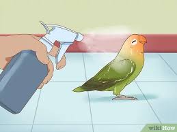 Lovebirds are called lovebirds because in celtic mythology, aengus the god of love was shown with for tiny birds flying how much are lovebirds? How To Keep A Lovebird As A Pet With Pictures Wikihow