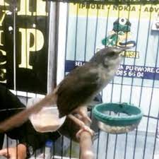 Selain karena suara kicaunya yang bagus, harga ciblek kristal juga sangat terjangkau. Ciblek Gunung Ngacoran Shopee Indonesia
