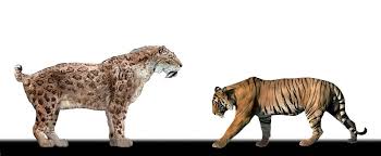 Smilodon Populator Compared To A Bengal Tiger Smilodon Bengal Tiger Prehistoric Animals