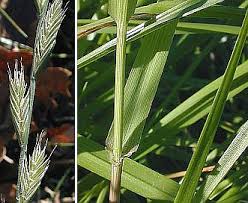 Image result for Lolium multiflorum