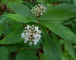Asclepias Perennis White Swamp Milkweed For Part Shade Swamp Milkweed Milkweed Plants With Pink Flowers