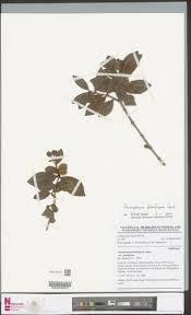 Image result for Psorospermum febrifugum