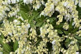 Image result for Pellaea dura