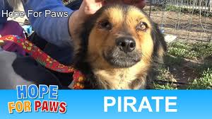 Does hope for paws take volunteers? Hope For Paws Rescue Owner Got A New Dog And Didn T Want The Old One Back Dogtime