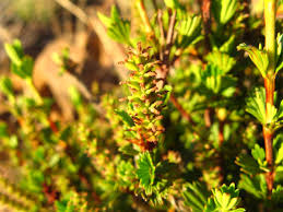 Image result for Myrothamnaceae