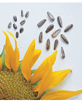 Beautiful sunflower isolated on a white background sunflower field at sunset. Amazing Deals On Sunflower Jua Maya Hybrid 45 Seeds Yellow Burpee