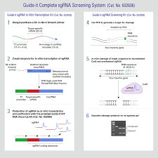 A variety of kits, systems, buffers, inhibitors, rna cap analogs, reagents, and solutions for use in experiments involving transcription and translation. In Vitro Transcription And Screening Kits For Sgrna