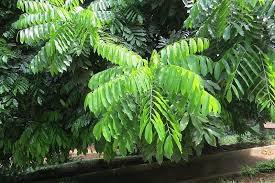 This is our profile picture at thepoolgardener. Real World Gardener Black Bean Tree In Plant Of The Week