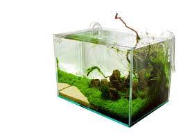 There are several varieties which can be identified by their wide leaves with this species of carpet grass can be sown from seed and requires a loose, smooth seed bed. Working With Carpeting Plants And Grasses Aquascape Art The Green Machine