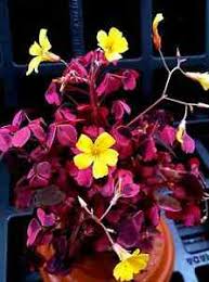Plum crazy loves the sun but will also tolerate shade. Oxalis Plum Crazy 2 Inch Pot Ebay