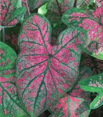 Maybe you would like to learn more about one of these? Exception Occurred Caladium Caladium Bulbs Caladium Plants