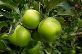 Image result for Granny Smith