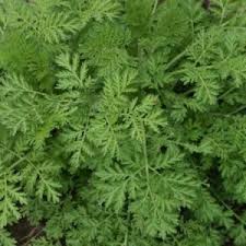 Artemisia Annua Vertus Proprietes De L Herbe Antipaludisme Et Anticancereuse En 2020 Fenugrec Bienfaits Allergie Au Pollen Phytotherapeute