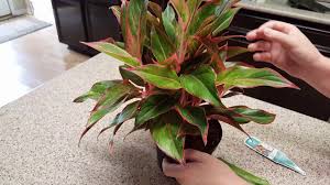 Aglaonema is also known as chinese evergreen because of its origin in south asia, original chinese evergreen (aglaonema modestum) plant has deep green color leaves like peace lily petite. How To Maintain A Red Aglaonema Plant Donna Joshi Youtube