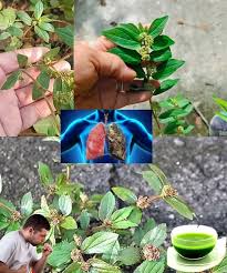 Image result for Chassalia umbraticola