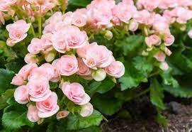 They form a group of plants that can be erect shrubs, climbing, or trailing, with stems that are often armed with sharp prickles. 10 Different Flowers That Almost Look Like Roses Gardening Chores