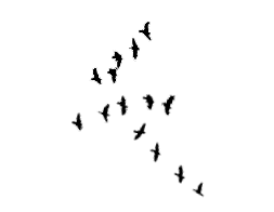 Stock Black Flying Birds 2 Flying Bird Silhouette Birds Flying Bird Silhouette