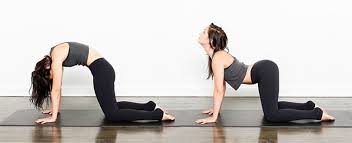 Cat cow pose benefits the following muscles and hence can be included in yoga sequences with the corresponding muscle(s) focus this plays an important role in a women's life. Marjariasana Cat Stretch Pose Steps Precautions And Benefits Finessyoga