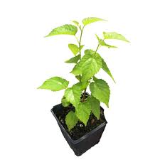 Fresh ripe white mulberry berries (white berries,morus alba) & leaves, photographed in the tree, i image white mulberry fruits in branches of the tree. Daylily Nursery Dwarf Mulberry Plant In A 4 In Pot 859007822 The Home Depot