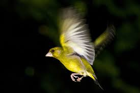 Die organisation birdlife bittet um mithilfe bei der zählung der wintervögel. Zwischenergebnisse Stunde Der Wintervogel Nabu Euskirchens Webseite