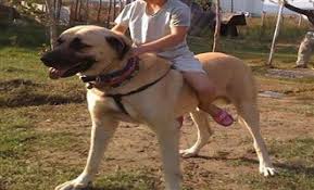Kangal Coban Kopegi Hakkinda Bilgi Genel Kultur Sitesi