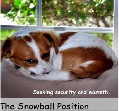 Check spelling or type a new query. What Your Dog S Sleeping Position Tells You About Them Pethelpful