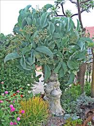 Image result for Cyphostemma barbosae