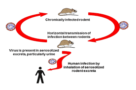 The virus, which is primarily transmitted from infected rodents, can cause severe health outcomes in. Hantavirus Pulmonary Syndrome In Canada Canada Ca